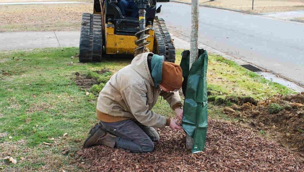  How to Straighten a Curved Tree Trunk in Huntsville, AL?